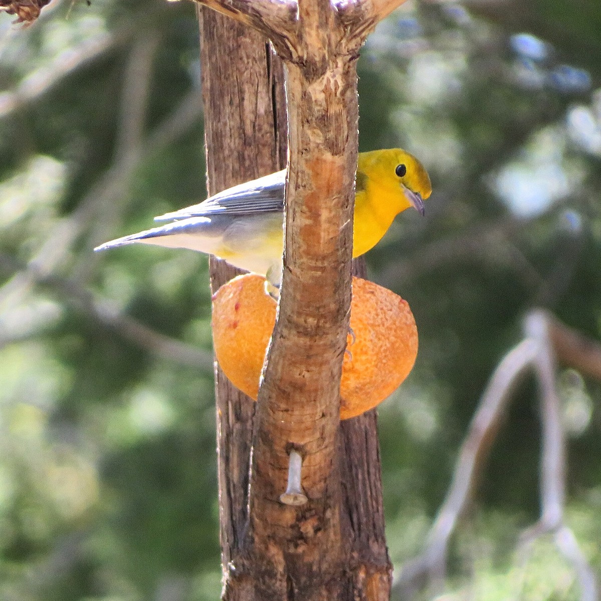 Prothonotary Warbler - ML183416371