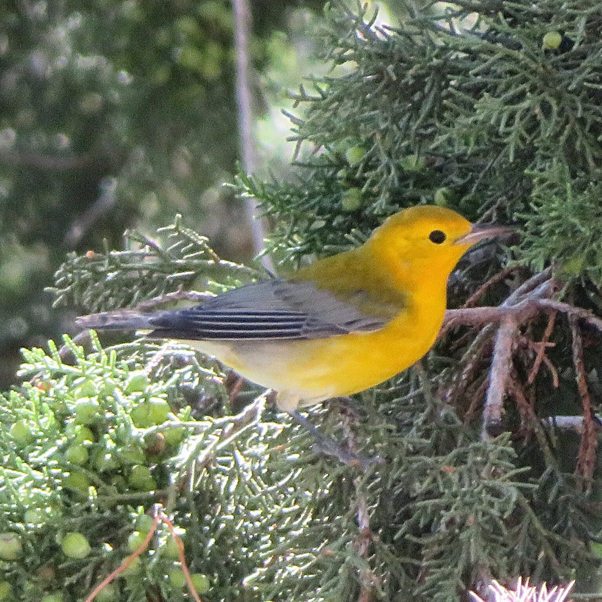 Prothonotary Warbler - ML183416381
