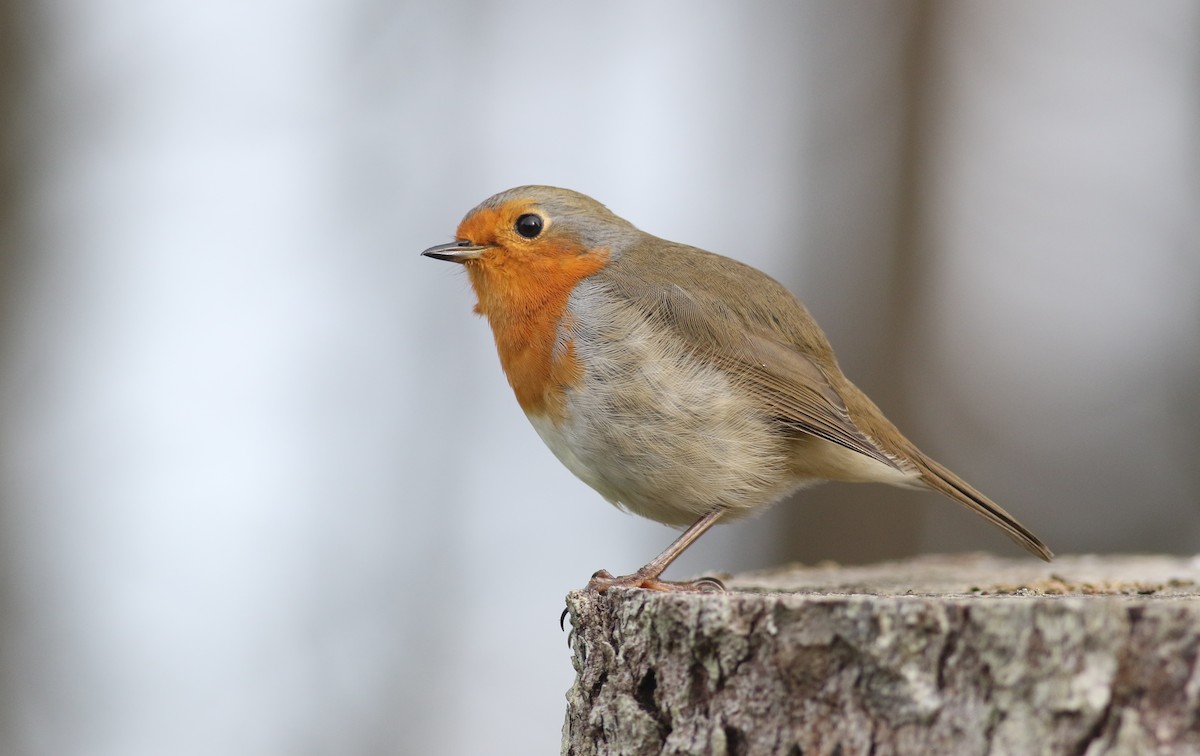 European Robin - ML183416861