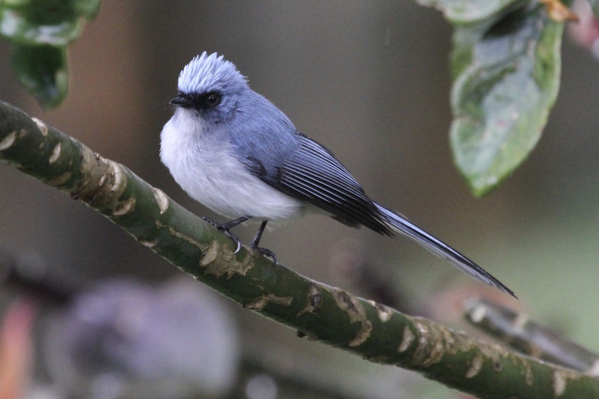 White-tailed Blue Flycatcher - Juan martinez