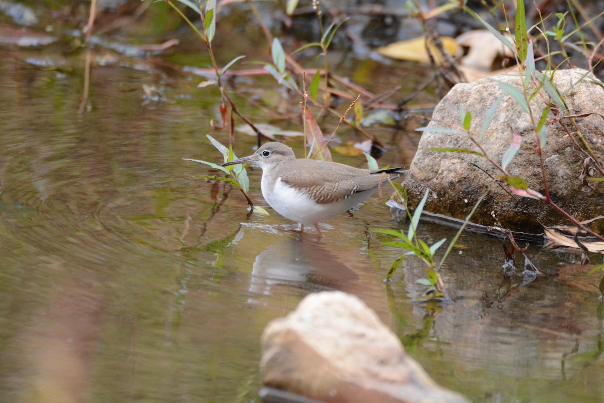 Spotted Sandpiper - Gregory Stavish