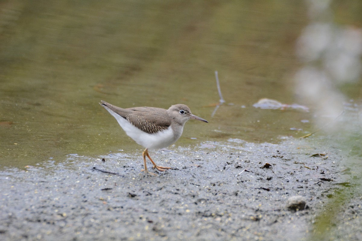 Spotted Sandpiper - ML183419271