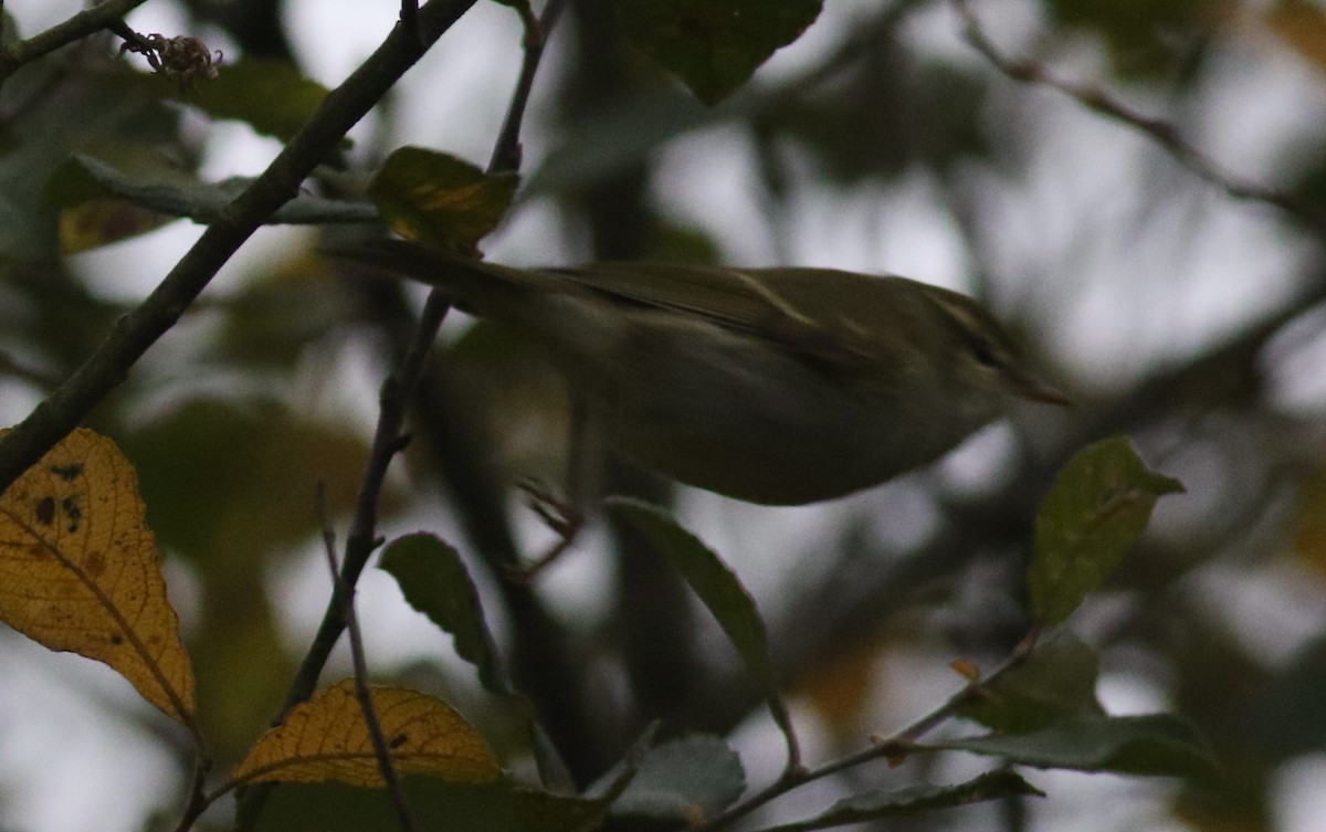 Two-barred Warbler - ML183419371