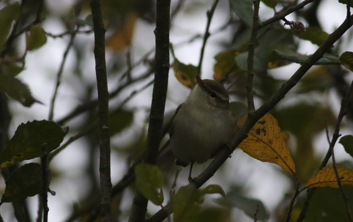 Two-barred Warbler - ML183419391
