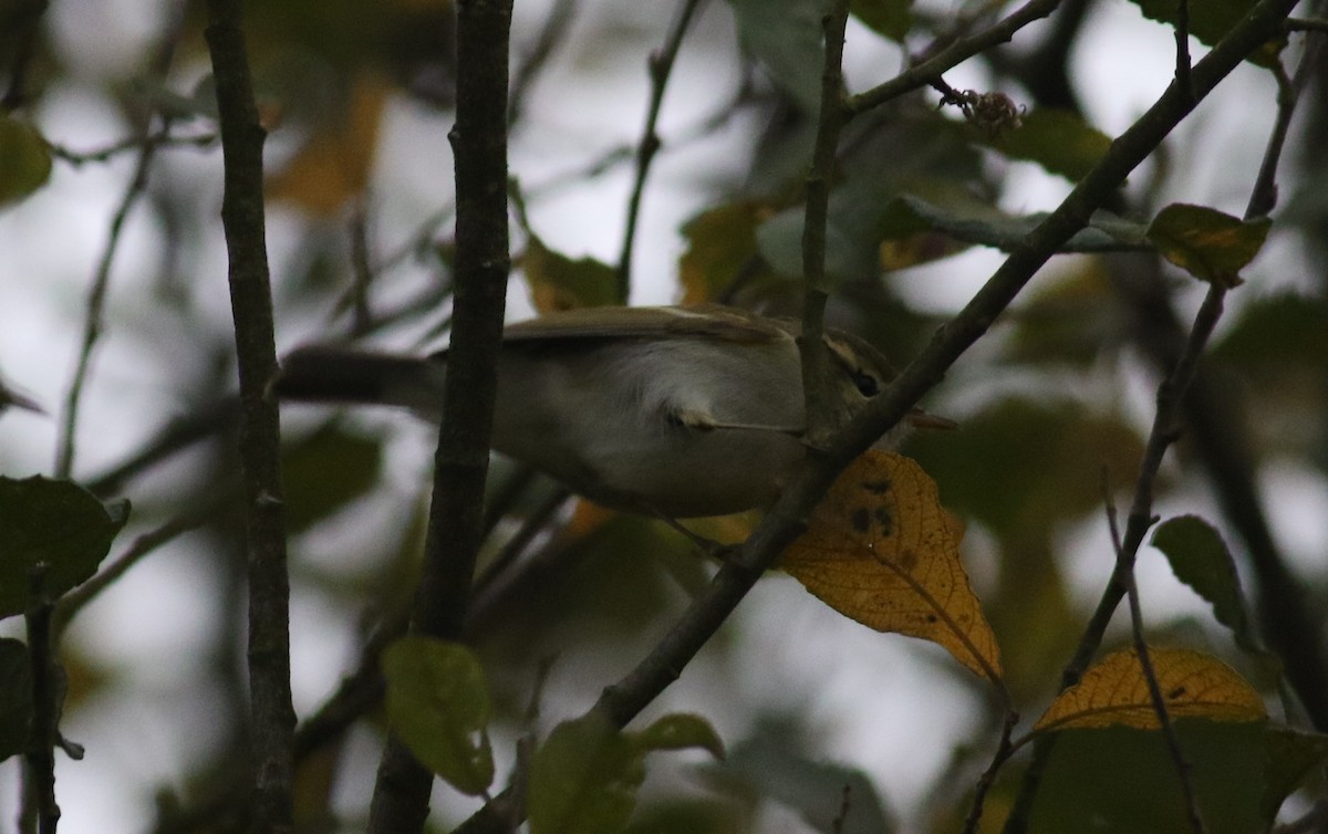 Two-barred Warbler - ML183419401