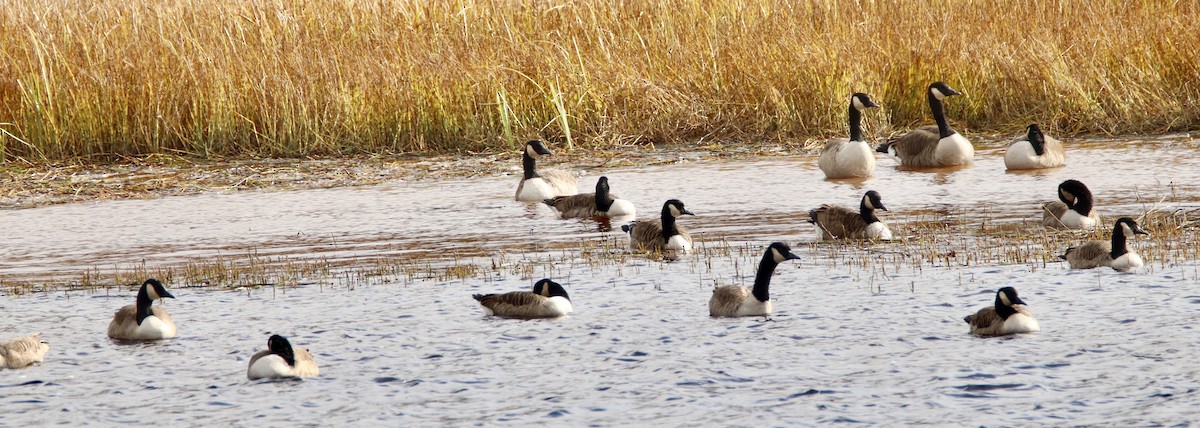 Canada Goose - ML183419801