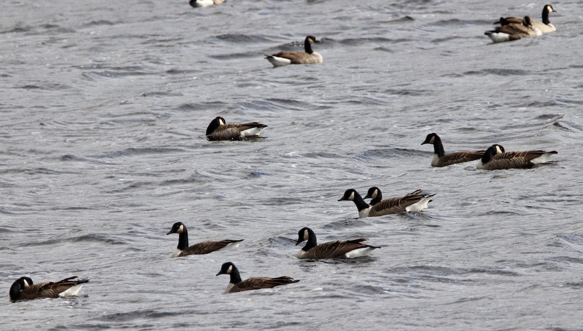 Canada Goose - ML183419851