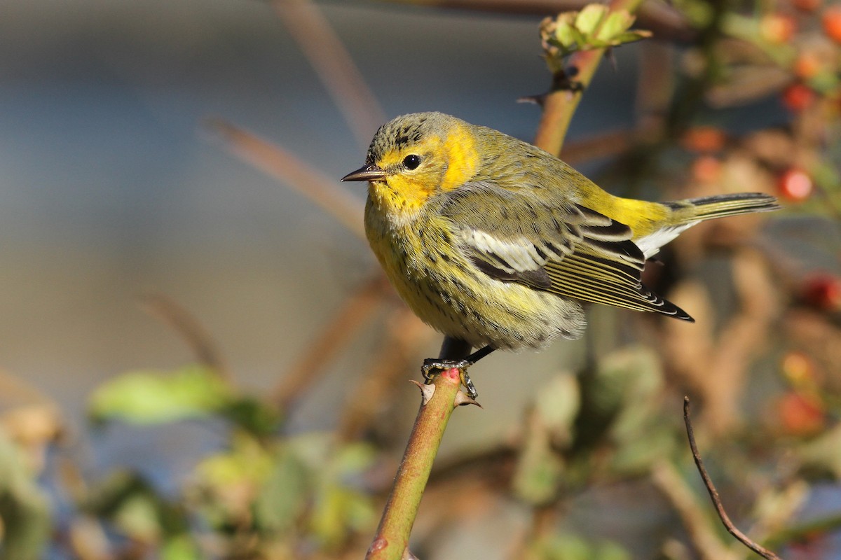 Cape May Warbler - Evan Lipton