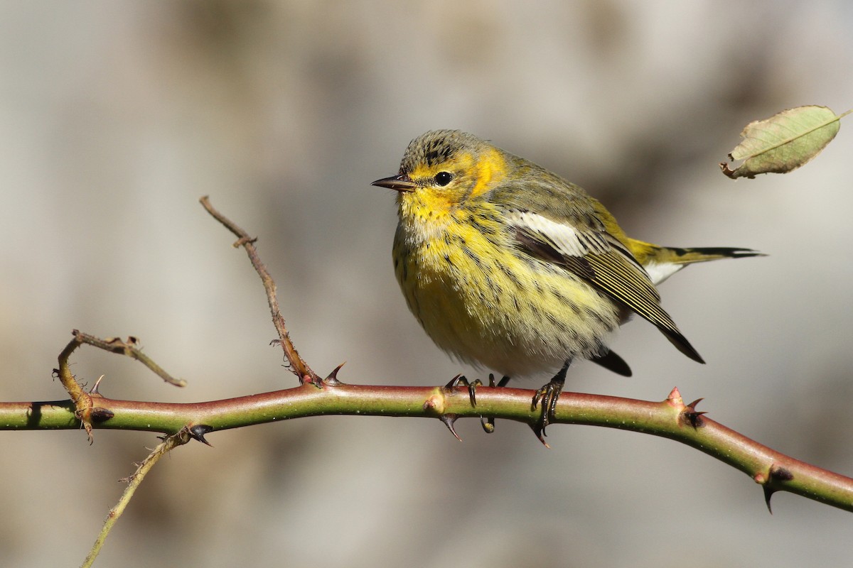 Cape May Warbler - Evan Lipton