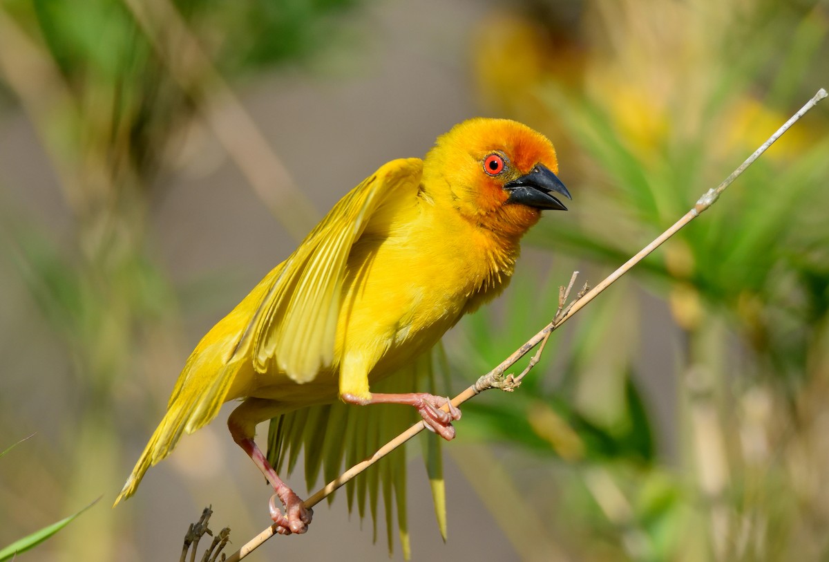 African Golden-Weaver - Ori Davidor