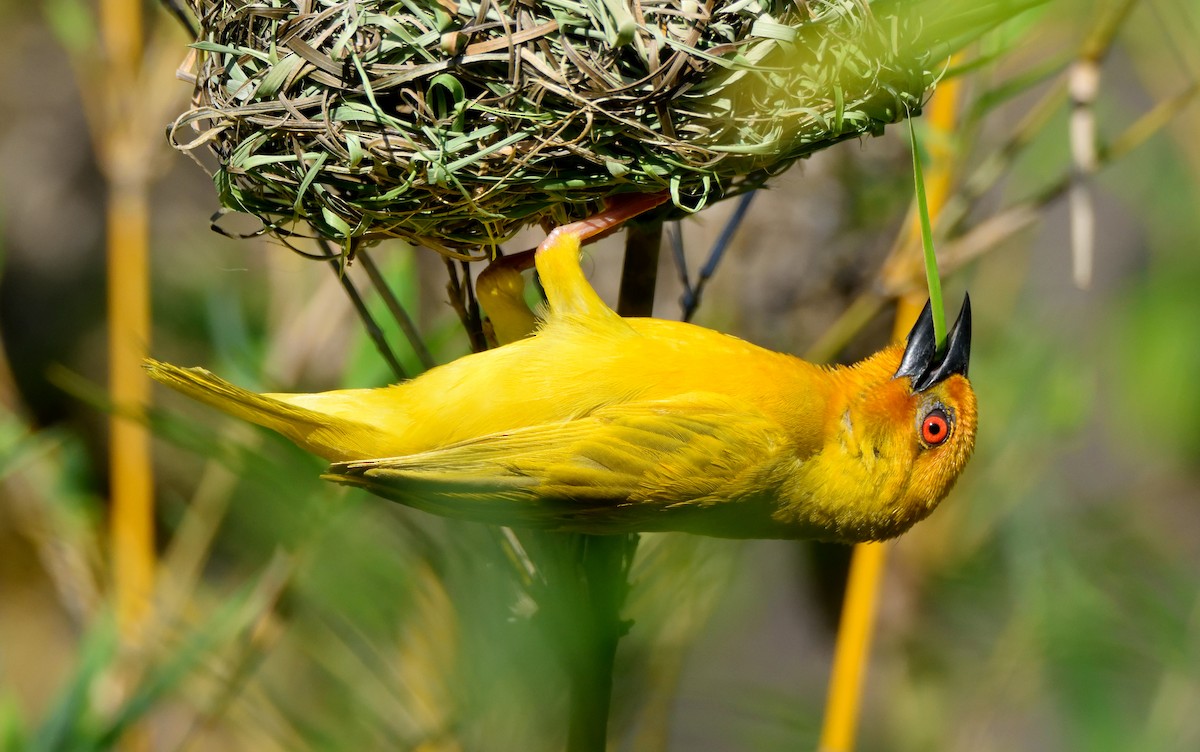 African Golden-Weaver - Ori Davidor