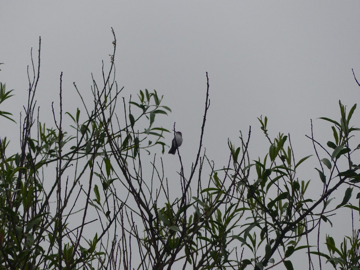 White-bellied Hummingbird - ML183426921