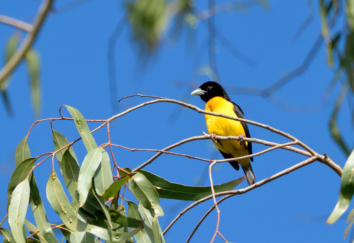 Dark-backed Weaver - Ori Davidor
