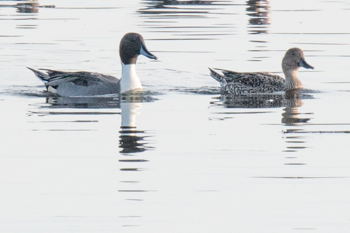 Northern Pintail - Carree Michel