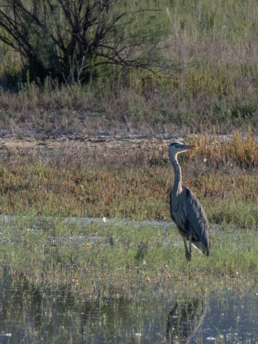 Great Blue Heron - ML183429861