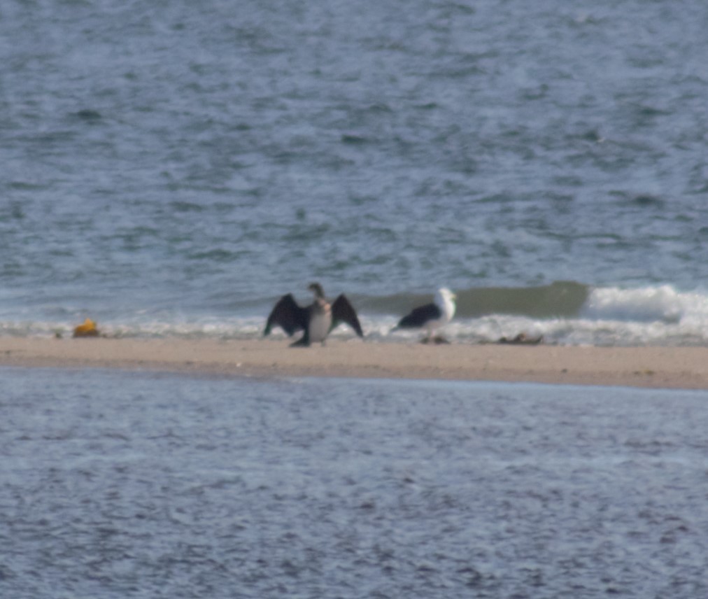 Тураг гогой - ML183429881