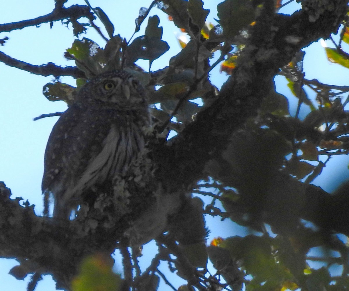Northern Pygmy-Owl - ML183431181