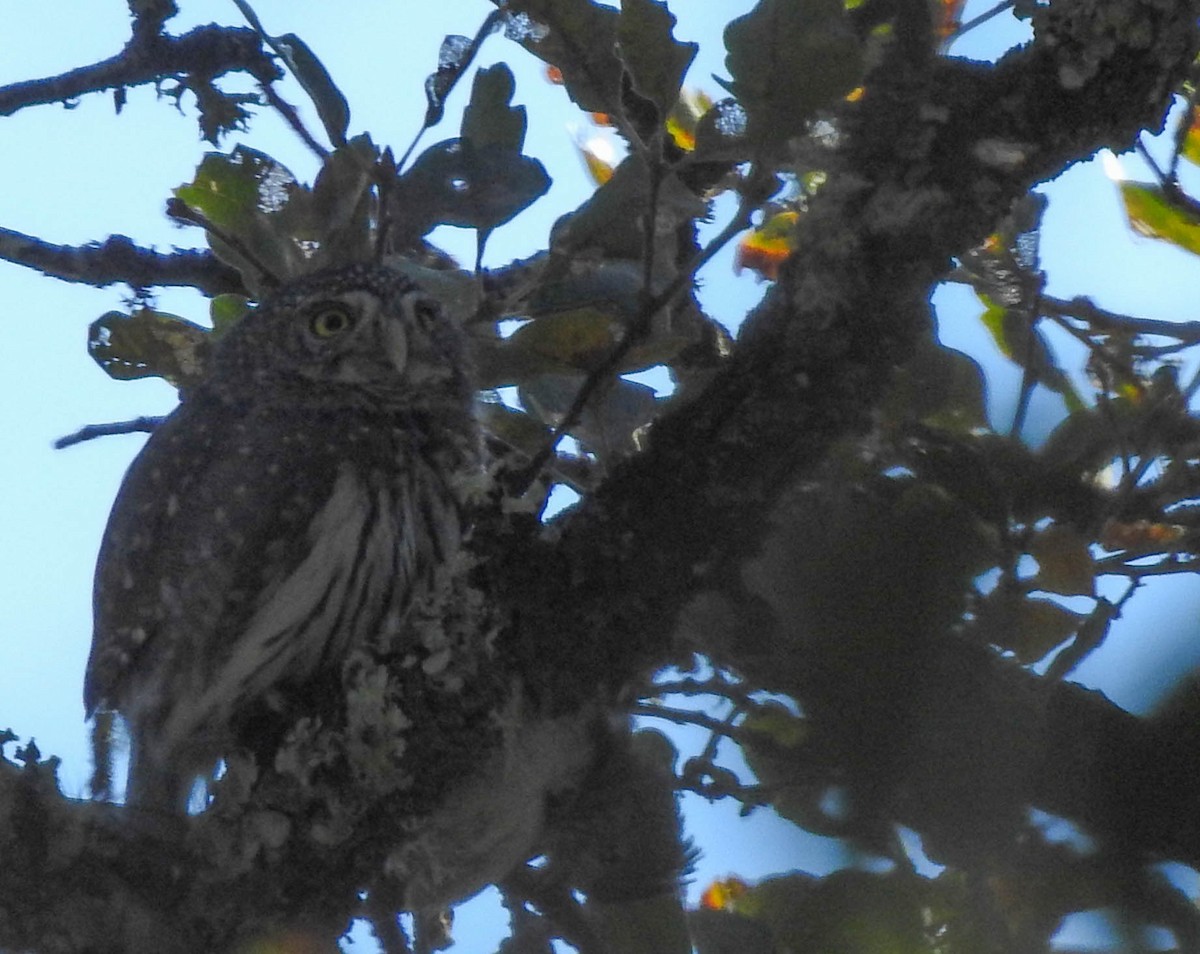 Northern Pygmy-Owl - ML183431191