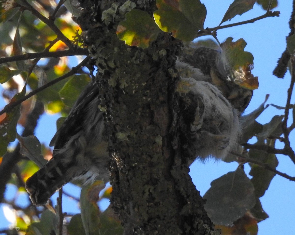 Northern Pygmy-Owl - ML183431371