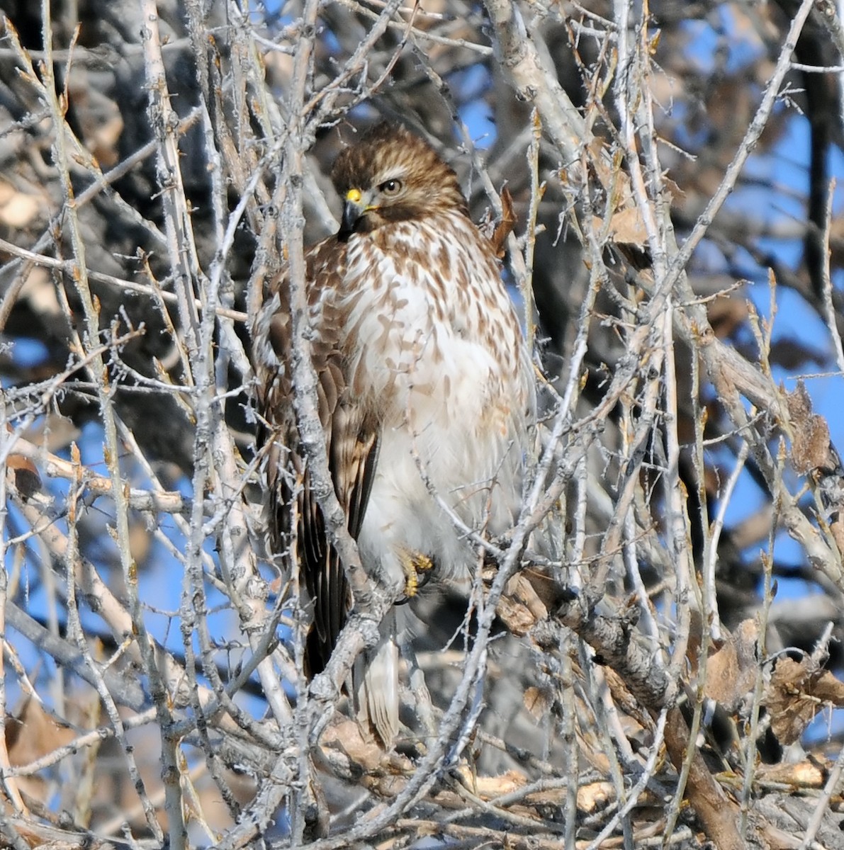 Red-shouldered Hawk - Rachel Kolokoff Hopper