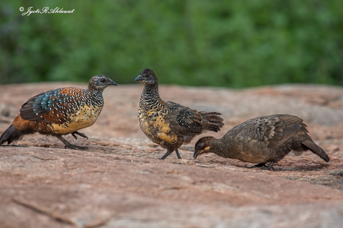 Painted Spurfowl - ML183433881