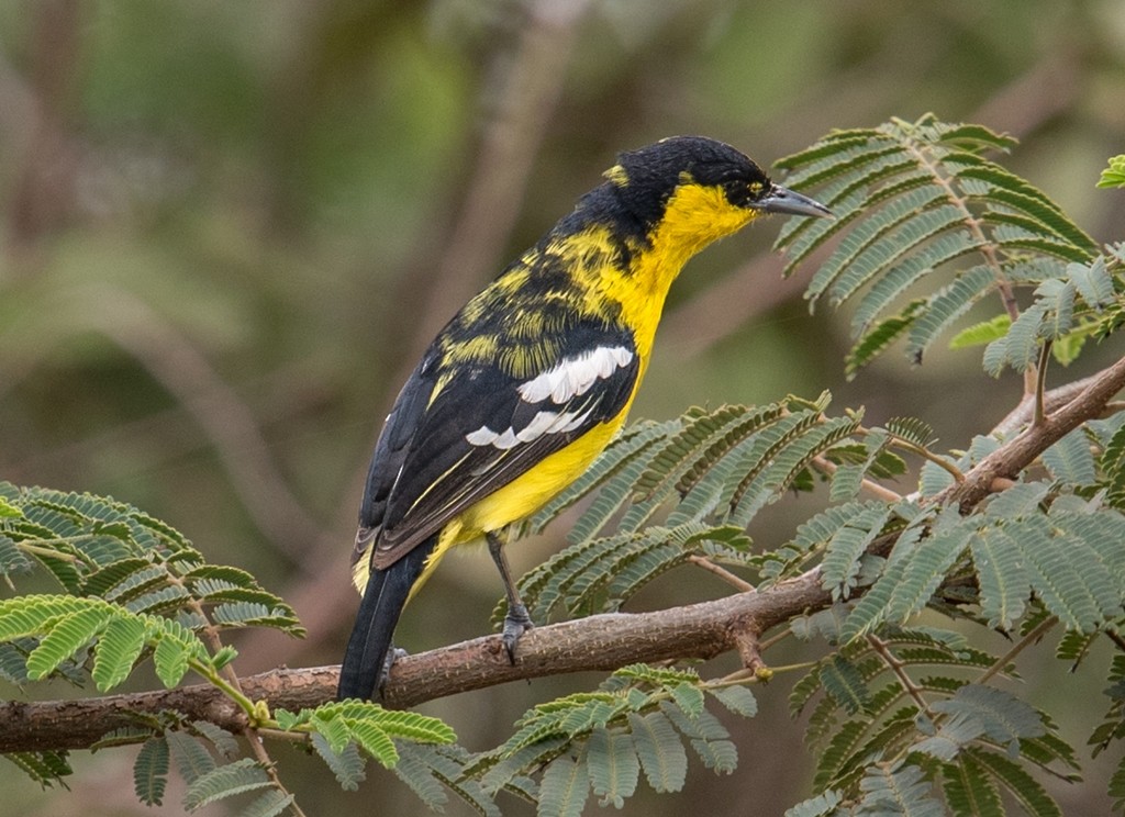 Common Iora - ML183435501