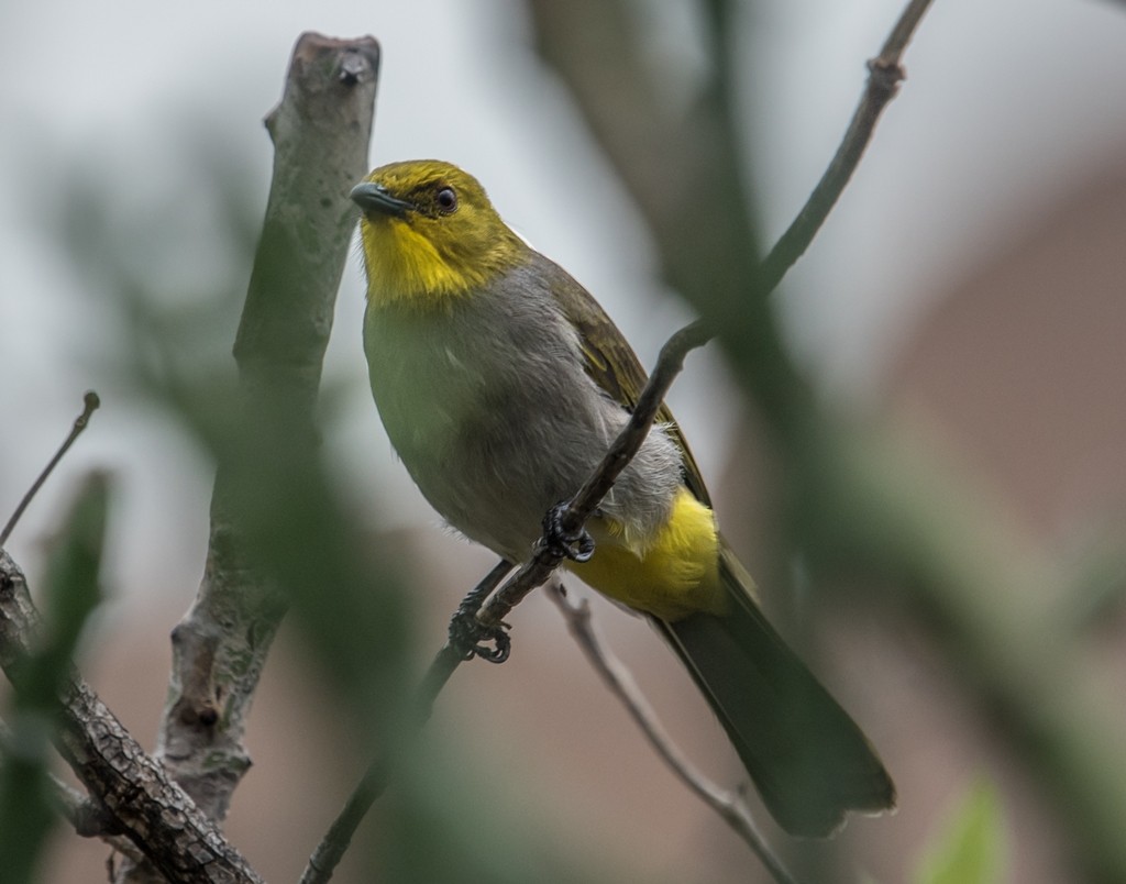 Yellow-throated Bulbul - ML183435761