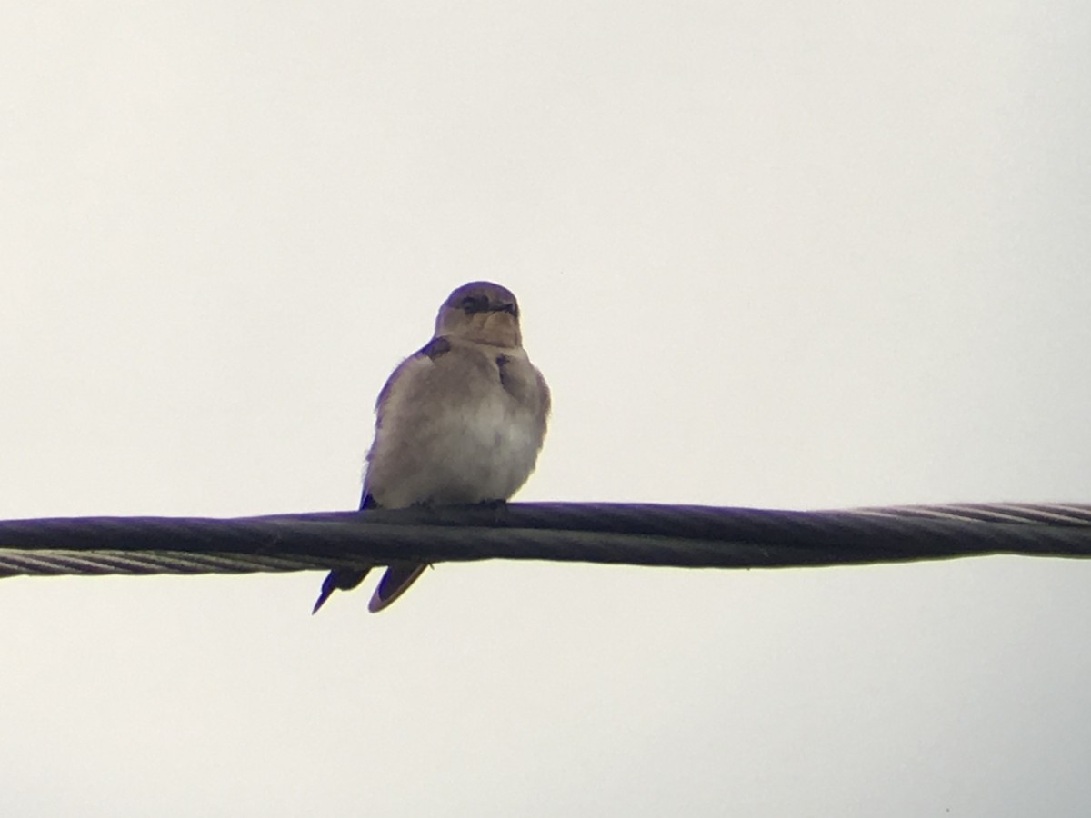 Northern Rough-winged Swallow - Sean McKinney