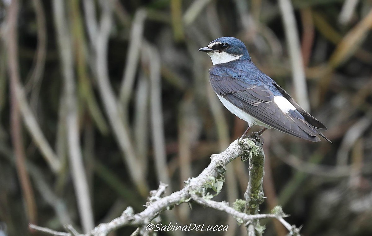 White-rumped Swallow - Aves-del-Taragüí/ SabinaDeLucca