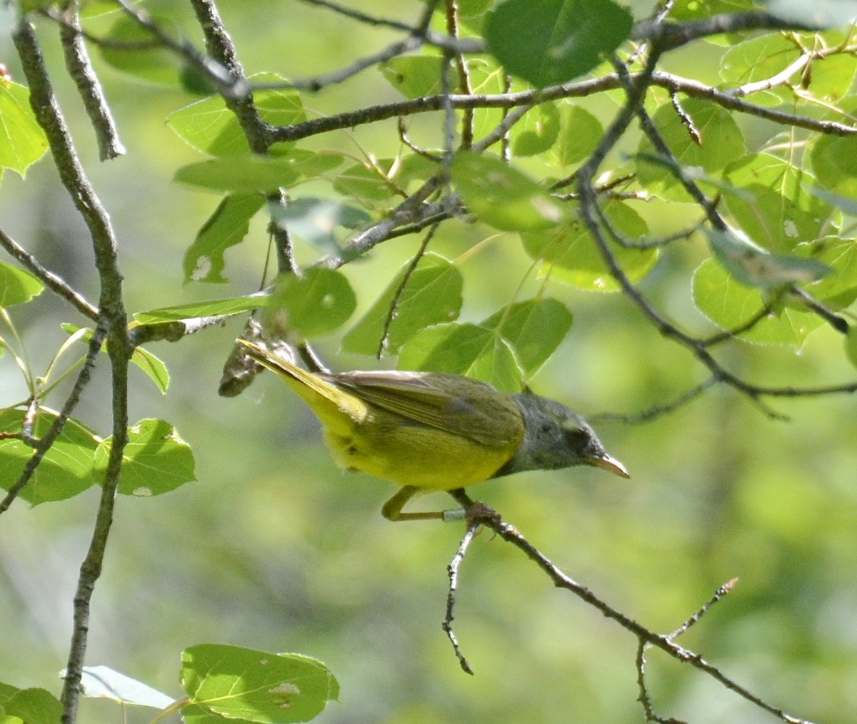 Graukopf-Waldsänger - ML183438201