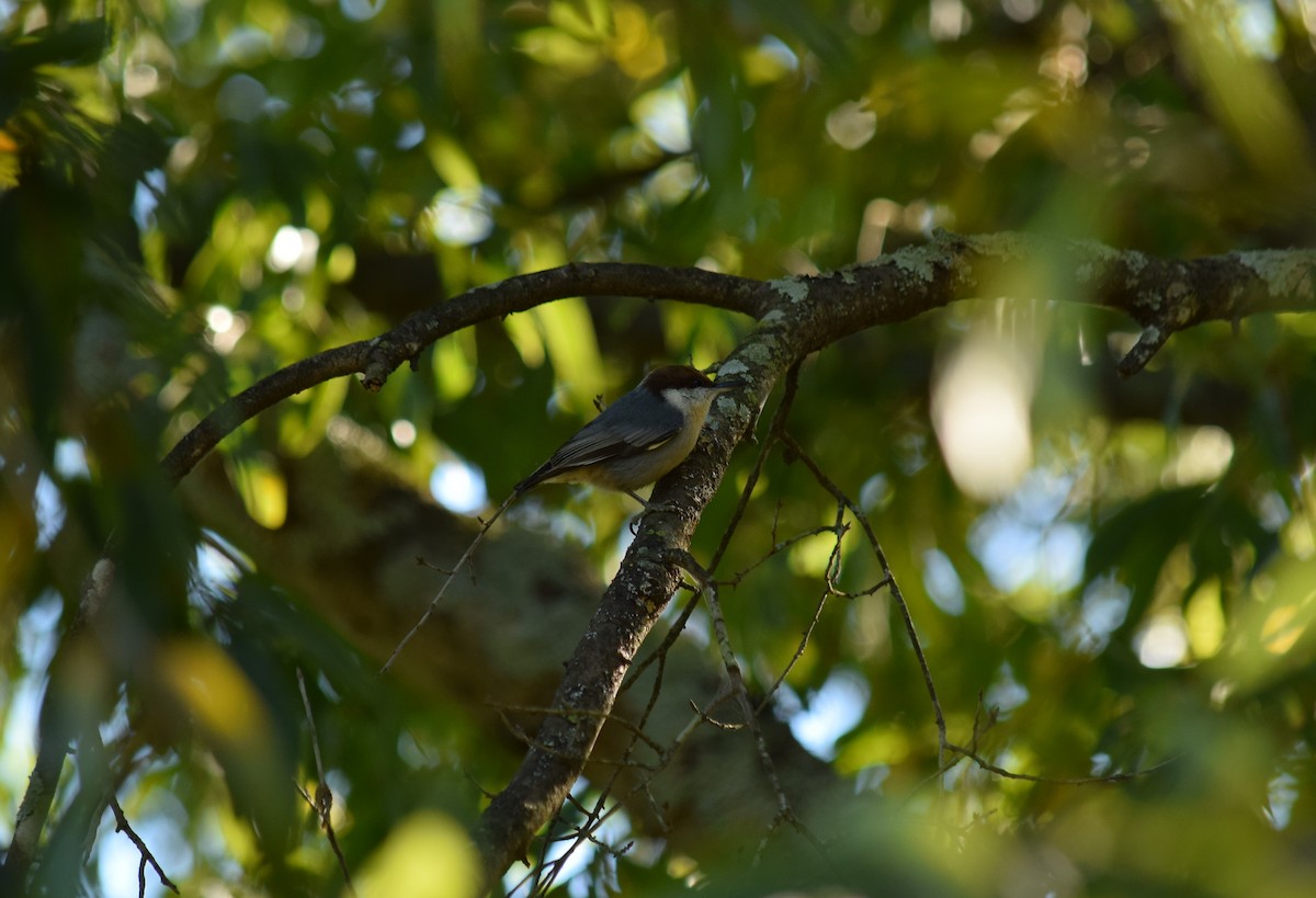Brown-headed Nuthatch - ML183439961
