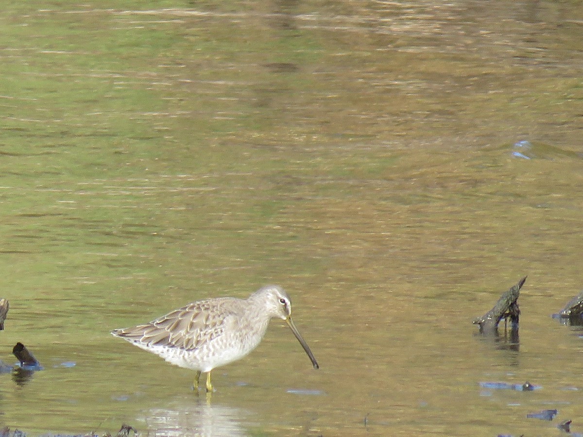 Long-billed Dowitcher - ML183440221