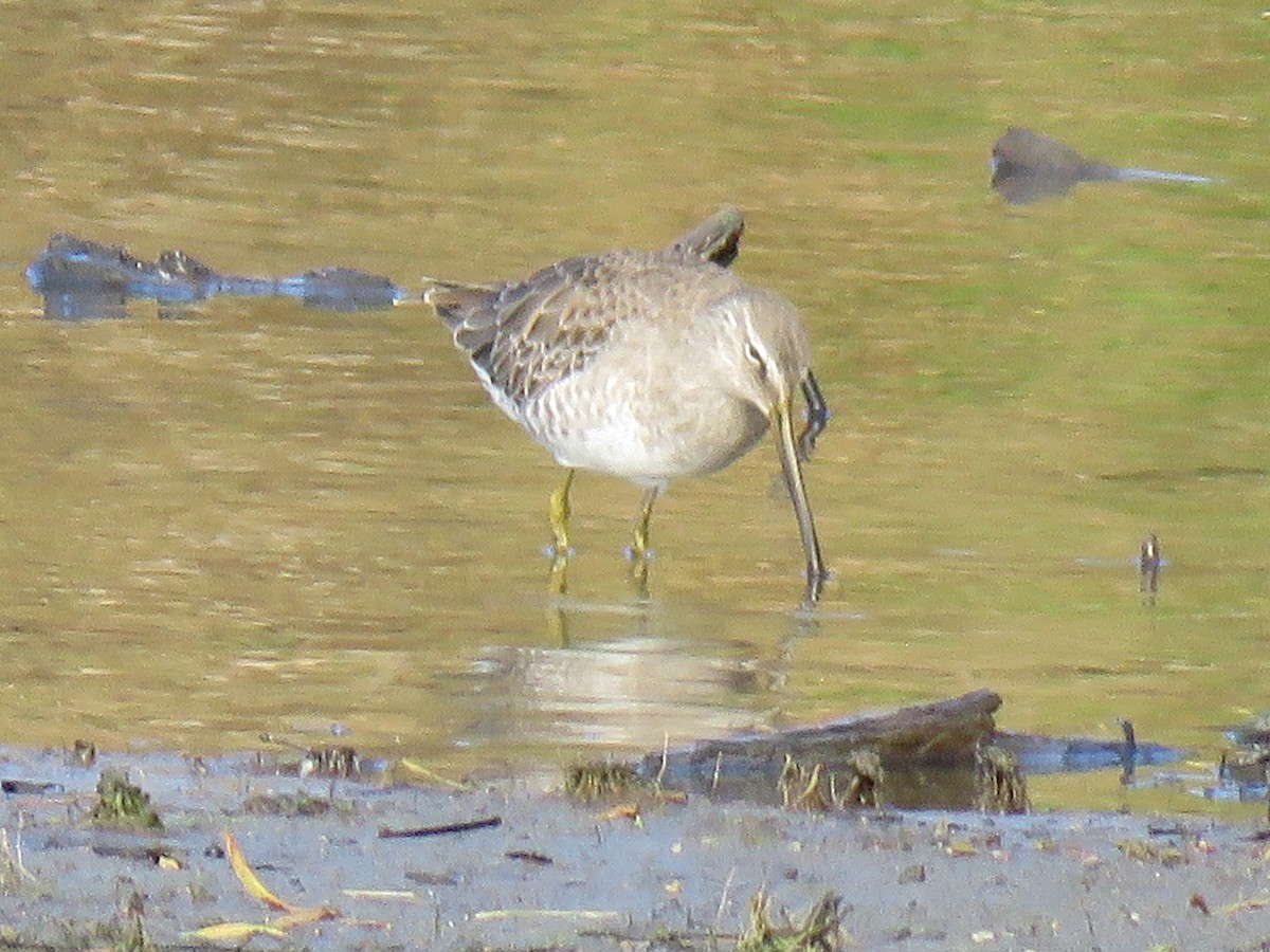 Long-billed Dowitcher - ML183440231