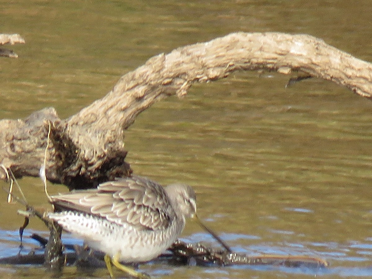 Long-billed Dowitcher - ML183440271