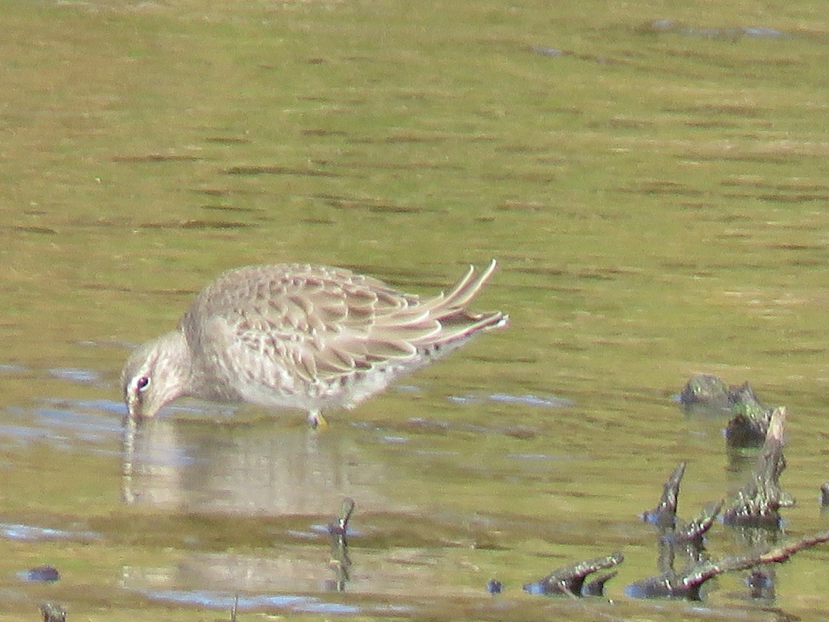Long-billed Dowitcher - ML183440281