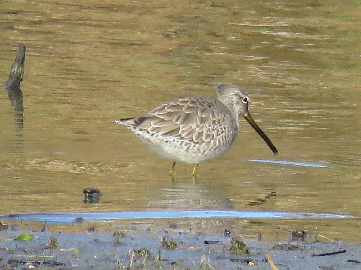 Long-billed Dowitcher - ML183440291