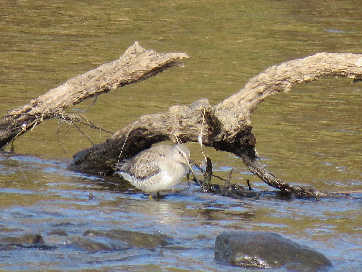 Long-billed Dowitcher - ML183440311