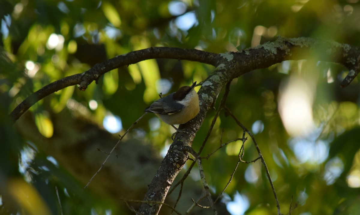 Brown-headed Nuthatch - ML183440351