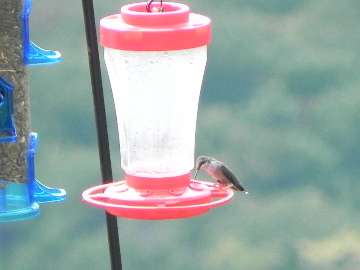 Colibri à gorge rubis - ML183440561