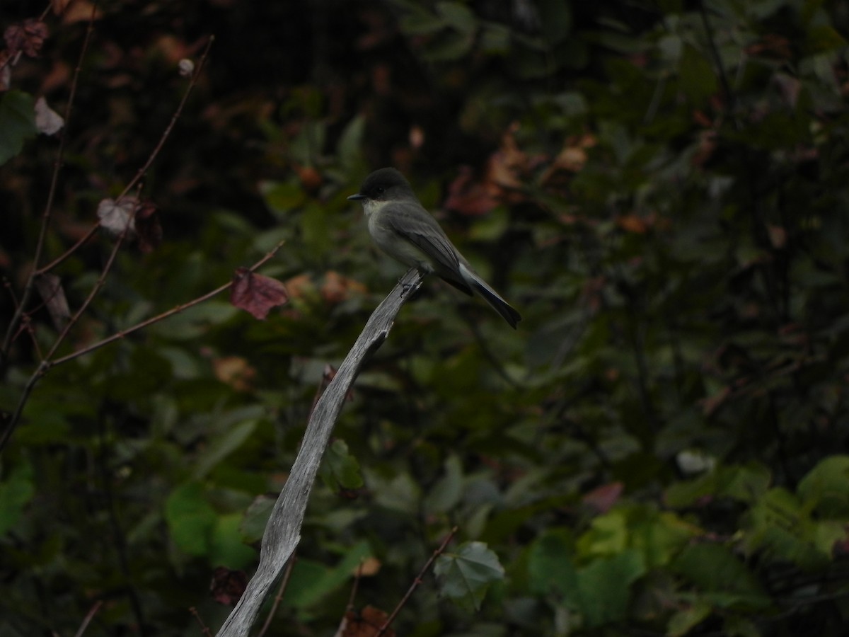 Eastern Phoebe - ML183440621