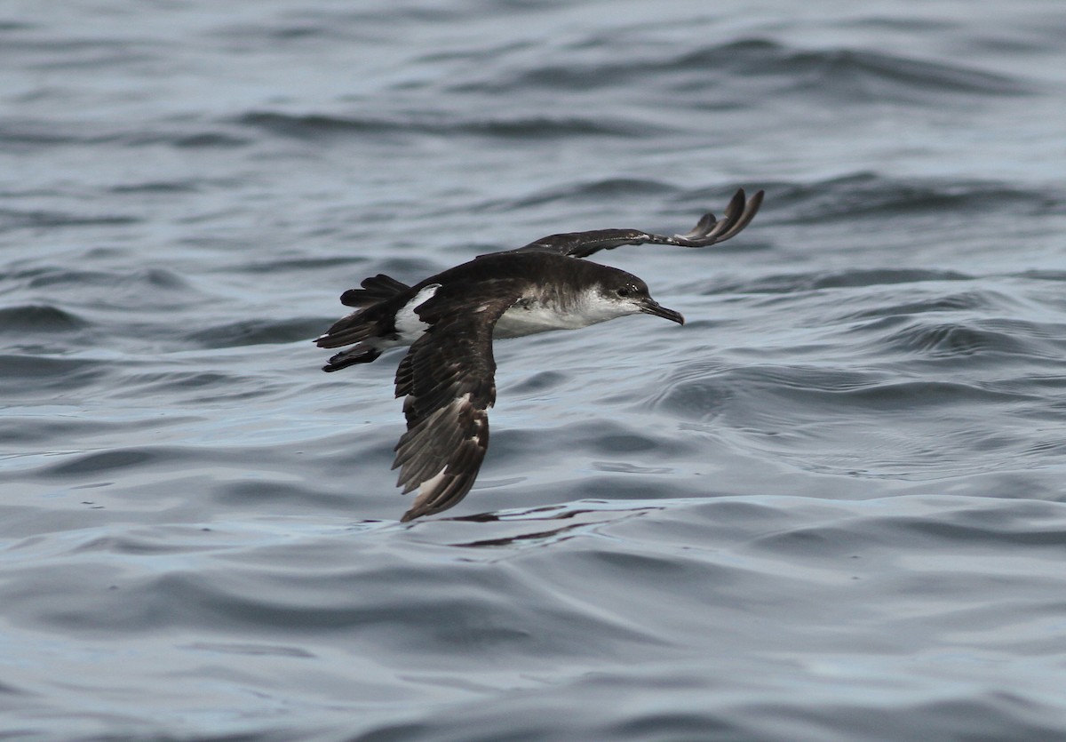 Manx Shearwater - Dan Burton