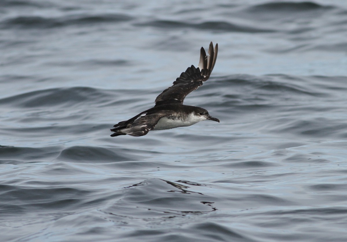 Manx Shearwater - Dan Burton