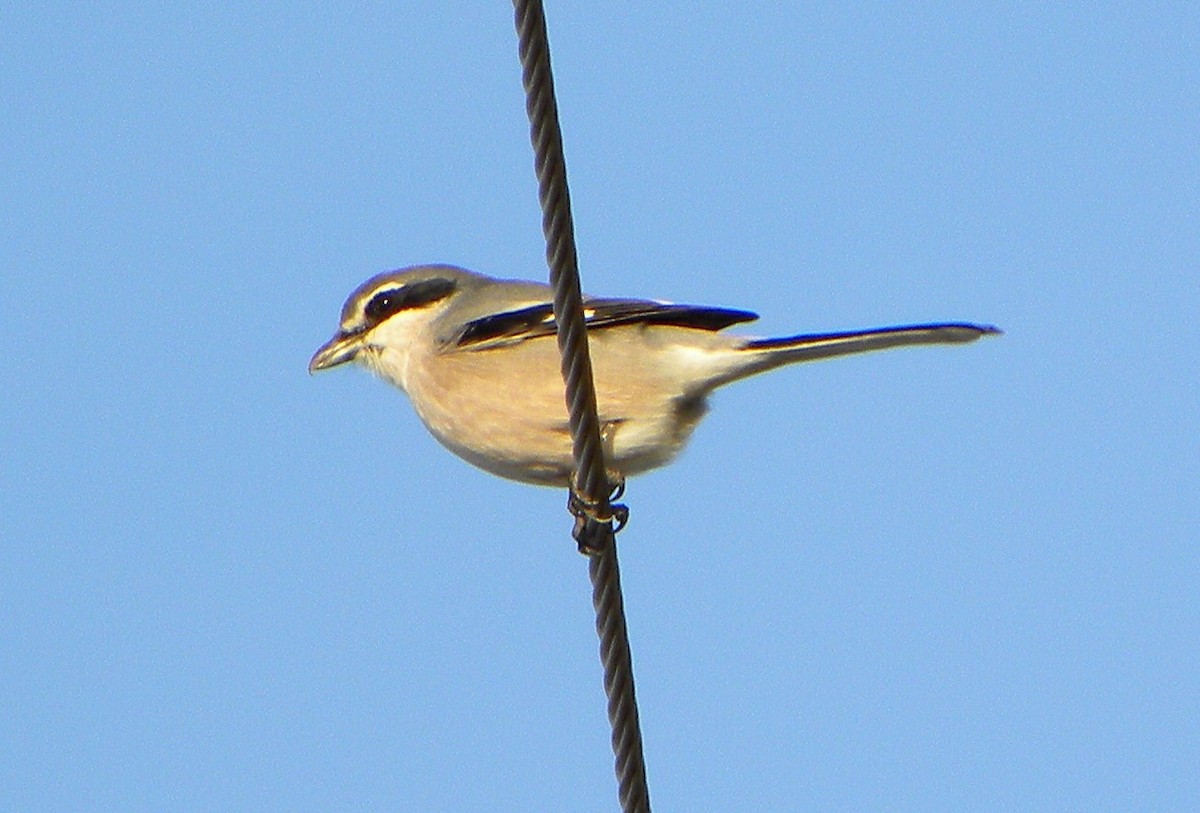 Iberian Gray Shrike - ML183442821