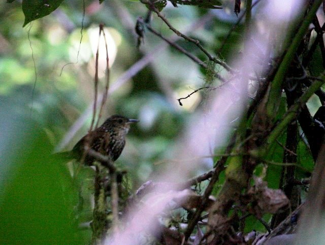 White-throated Barbtail - ML183445271