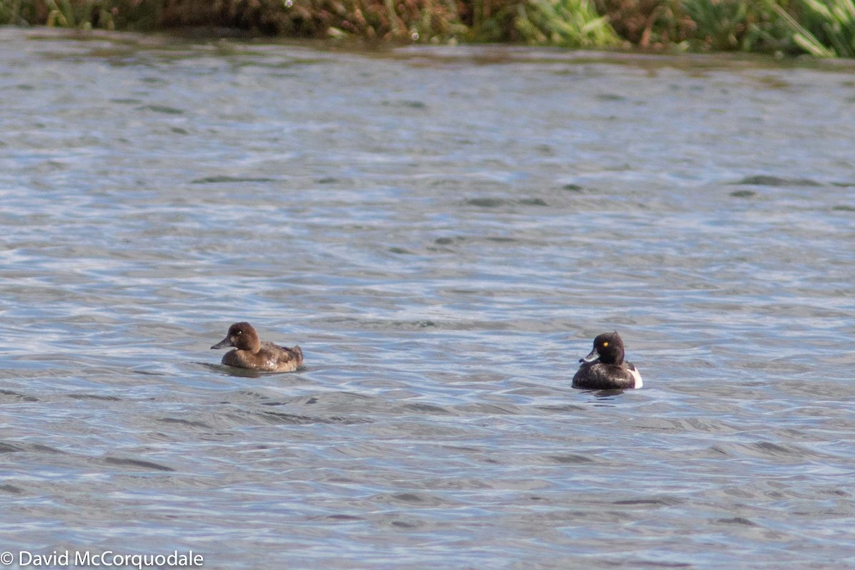 Lesser Scaup - ML183445301