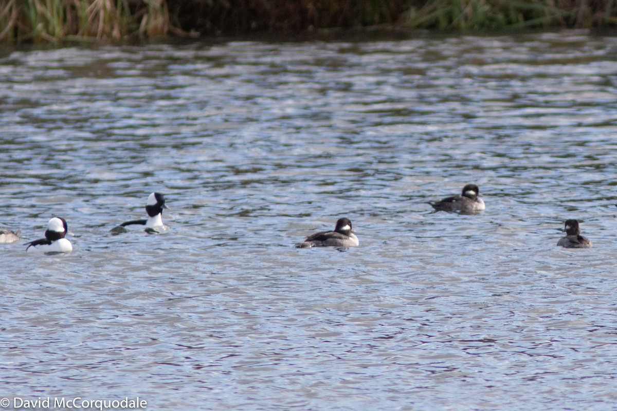 Bufflehead - ML183445361