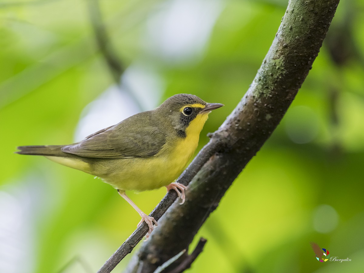 Kentucky Warbler - Fernando Burgalin Sequeria