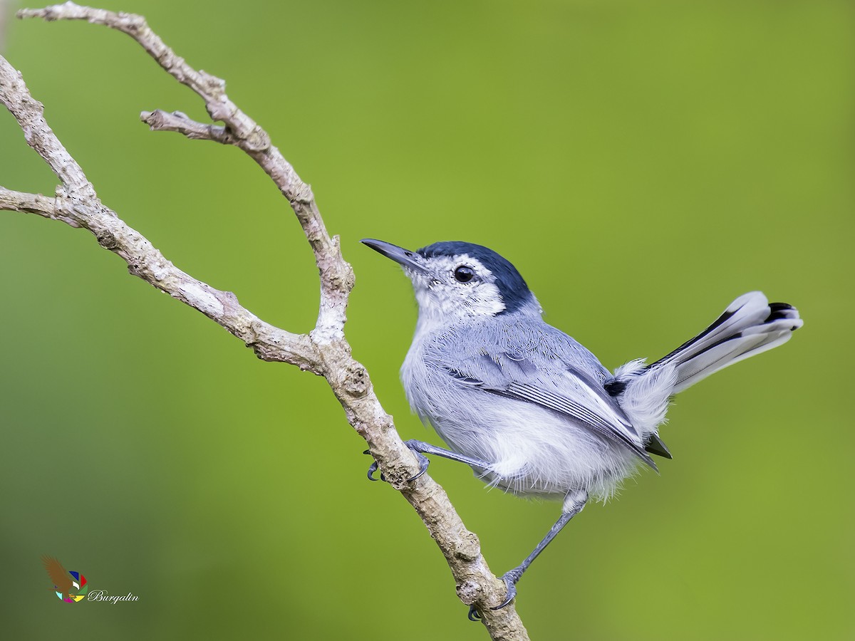 White-browed Gnatcatcher - ML183446911