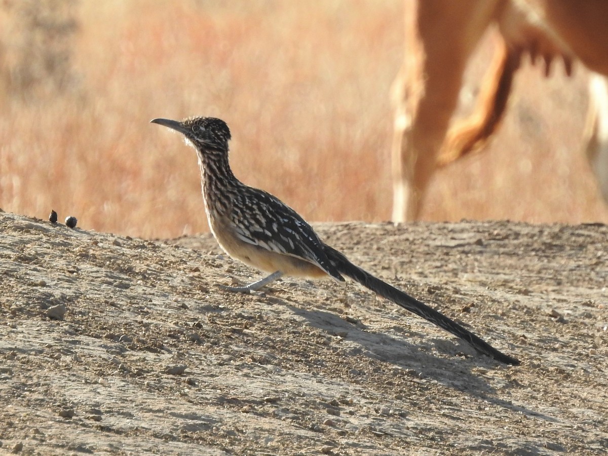 Greater Roadrunner - ML183448491