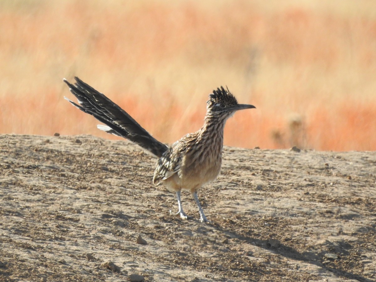 Greater Roadrunner - ML183448501